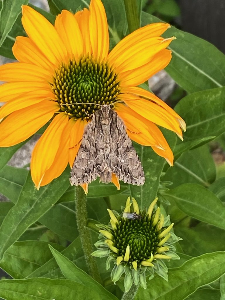 Photo of flower and moth